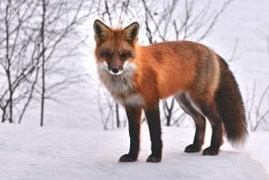 A fox standing in the snow