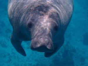 A manatee swimming towards the camera