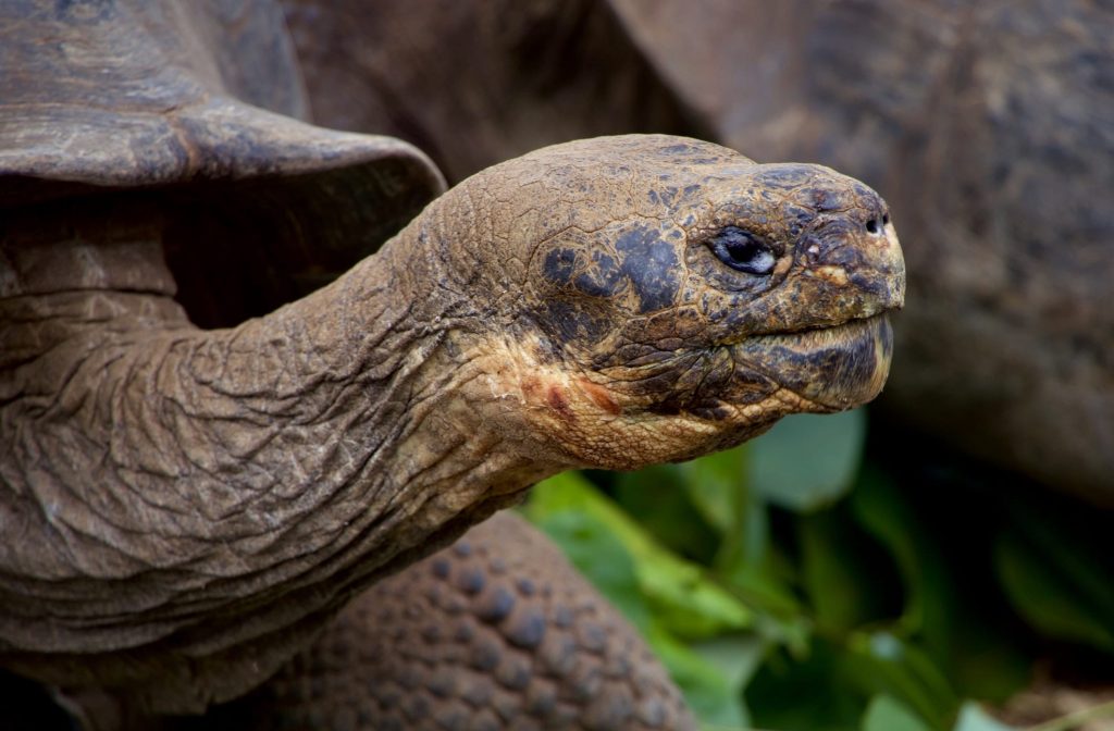 interesting facts about the galapagos tortoises