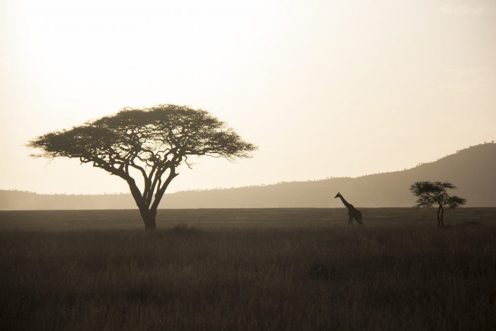 interesting facts about the serengeti