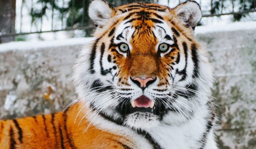 tiger eye facts