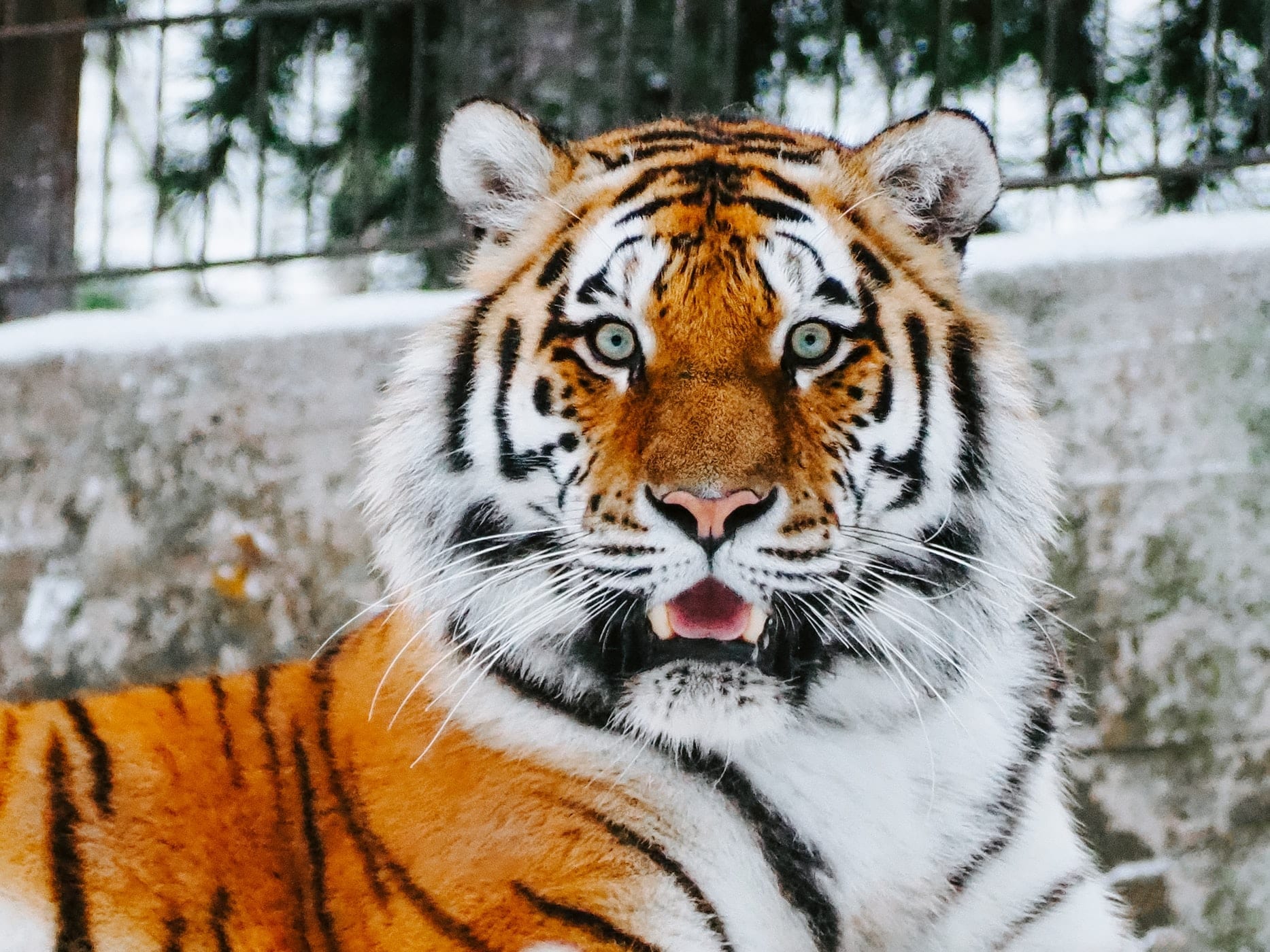 tiger eye facts
