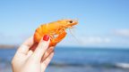 nutrition facts about Shrimp