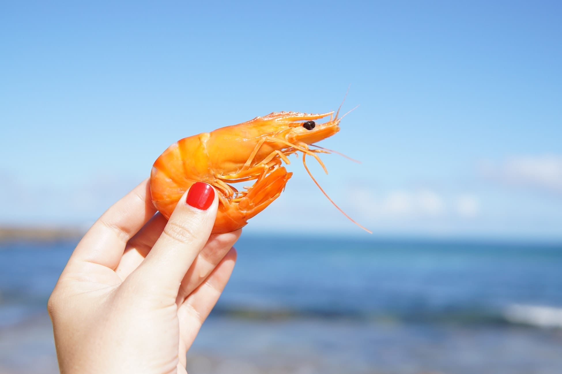 nutrition facts about Shrimp