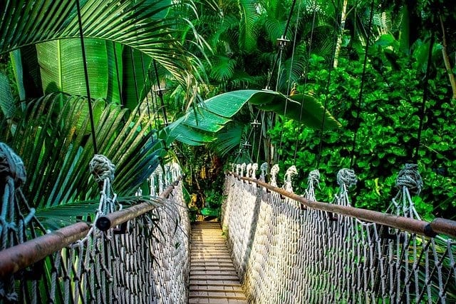 Suspension bridge crossing the Rainforest