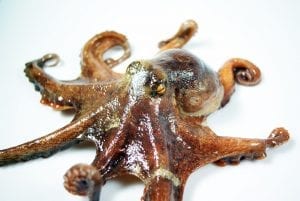 Octopus with a massive price tag