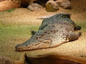 A crocodile with a sly grin