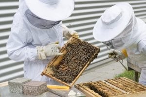 beekeepers inspecting the honeycomb from the hives