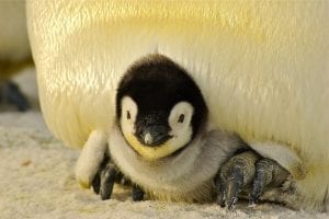 Facts about Penguins