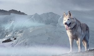 A Siberian Husky, stood in the snow with its tongue hanging out