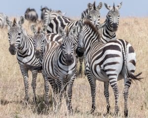 Facts about Zebras