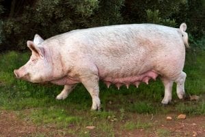 large sow pig