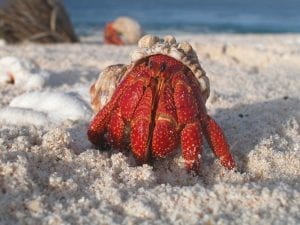 a bright red Hermit Crab on the beach