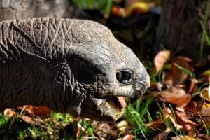 Close up of a Galapagos Tortoise