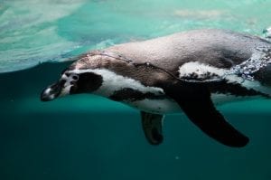 Interesting Penguin Facts