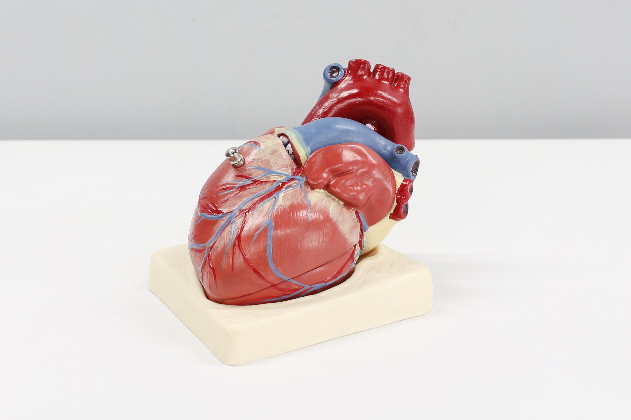 a model of a healthy human heart