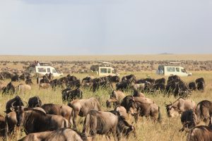 om safari in the Serengeti 