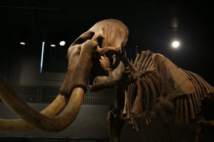 a mammoth skeleton