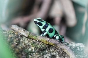 Green and black Poison Dart Frog