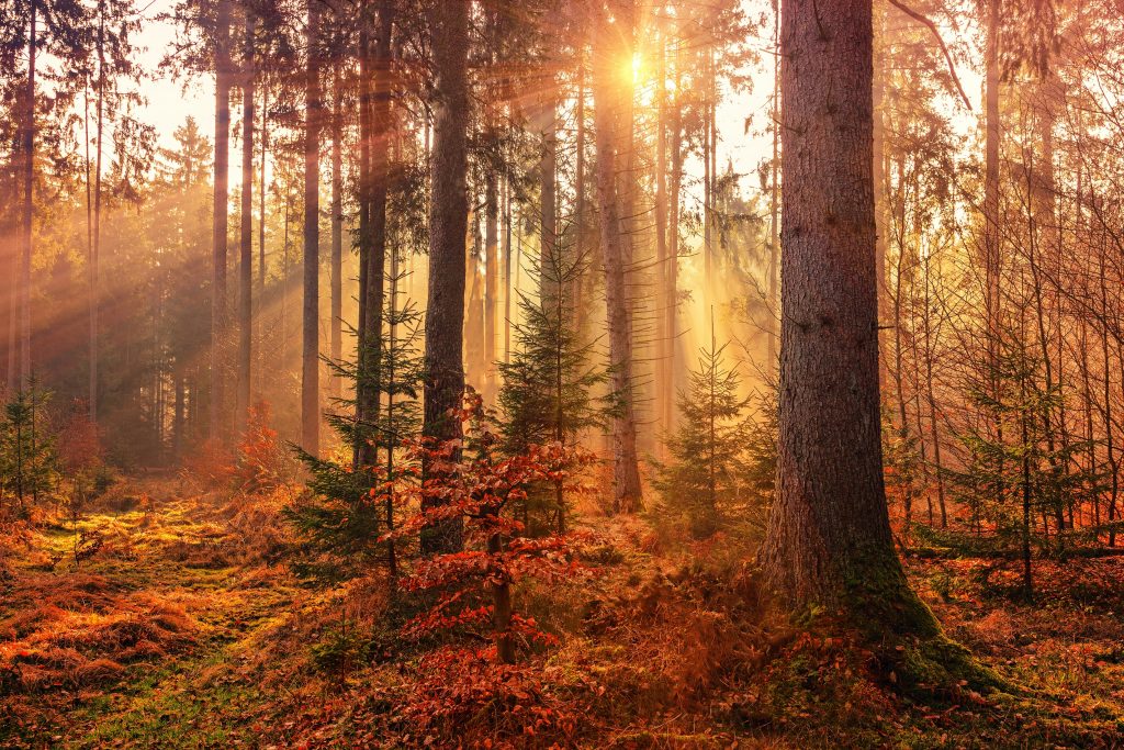 A woodland fall scene