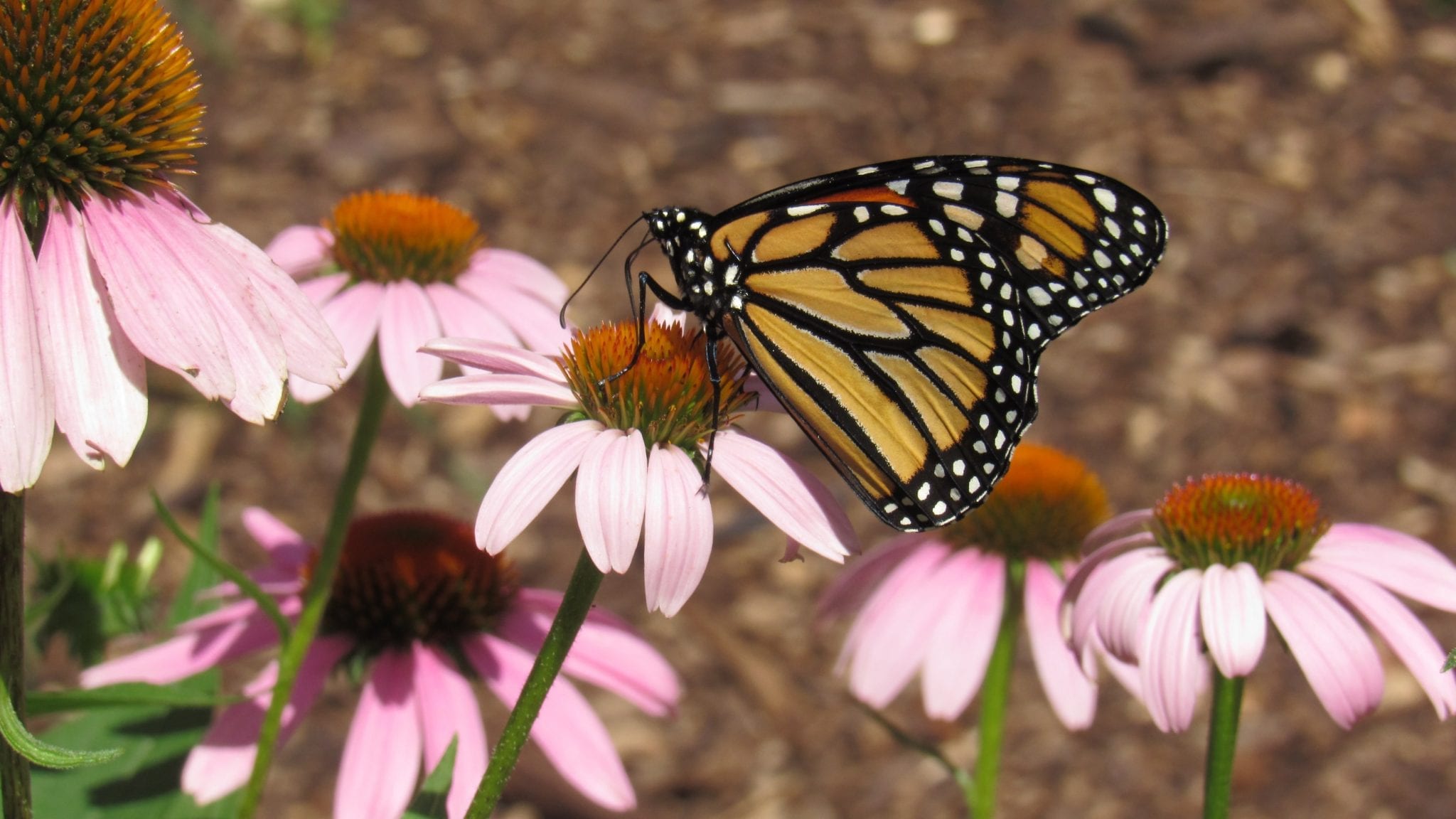 15 Beautiful Facts about Butterflies Fact City