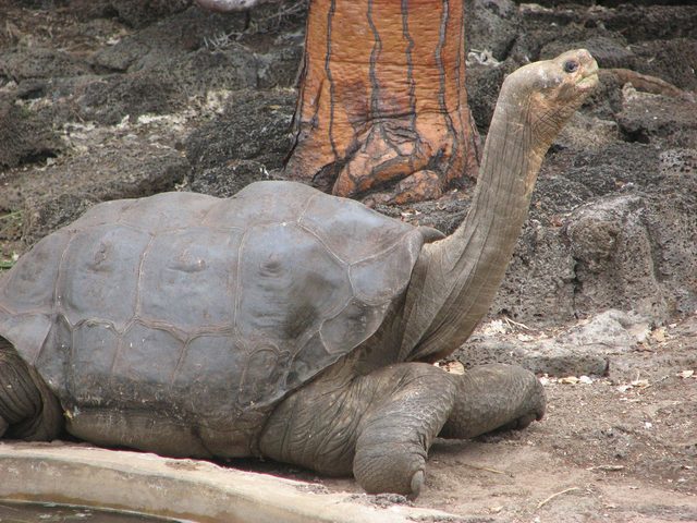 Lonesome George the Galapagos Tortoise
