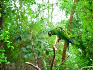 a bright green parrot in Ecuador rainforest