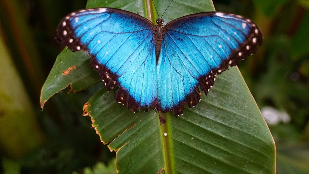15 Beautiful Facts about Butterflies Fact City