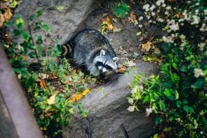 fun facts about Raccoons