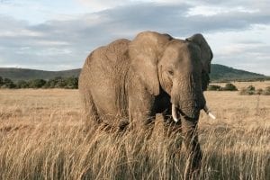 fun facts about african elephants