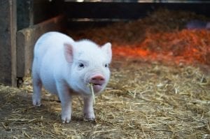 an adorable looking piglet