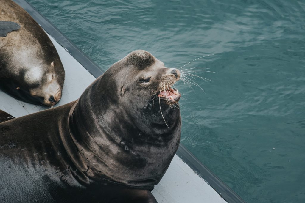 fun facts about sea lions