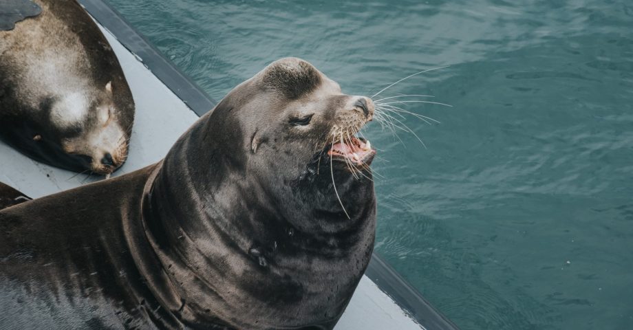 fun facts about sea lions
