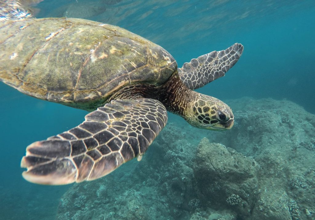 fun facts about sea turtles