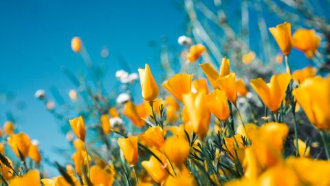 fun facts about spring