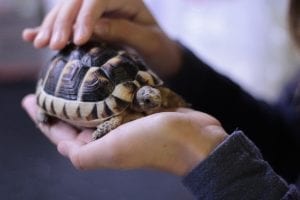 fun facts about tortoises