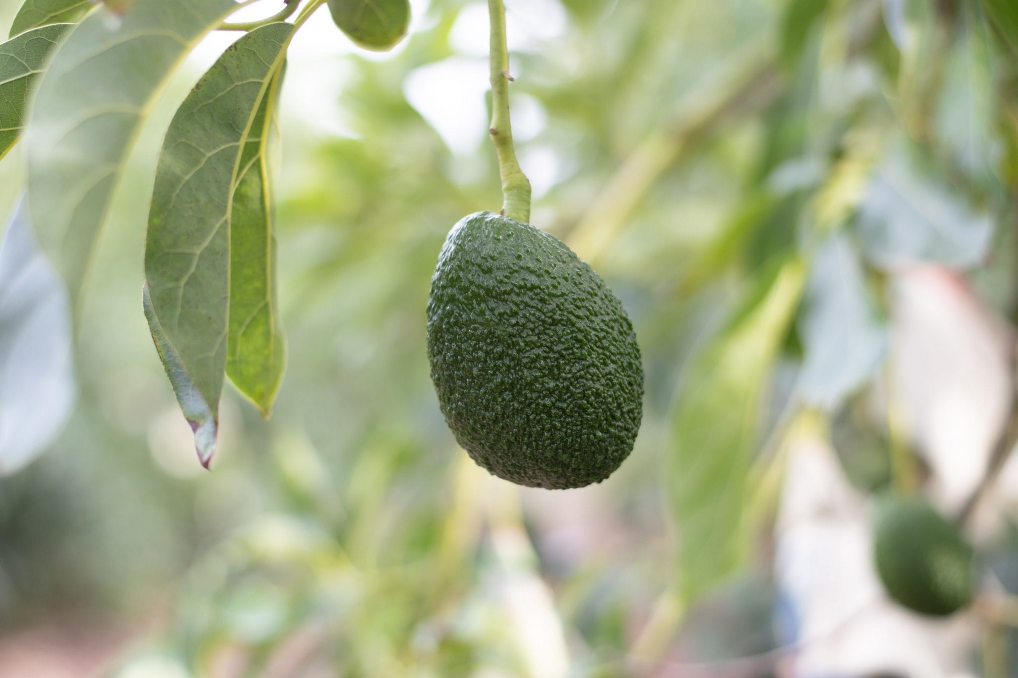 31 Fun Facts About Avocado - Fact City