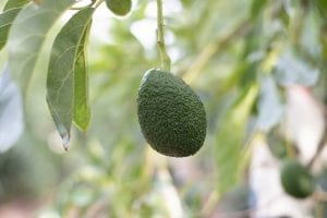 An avocado plant