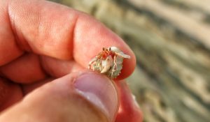 a tiny hermit crab being held in a persons hand