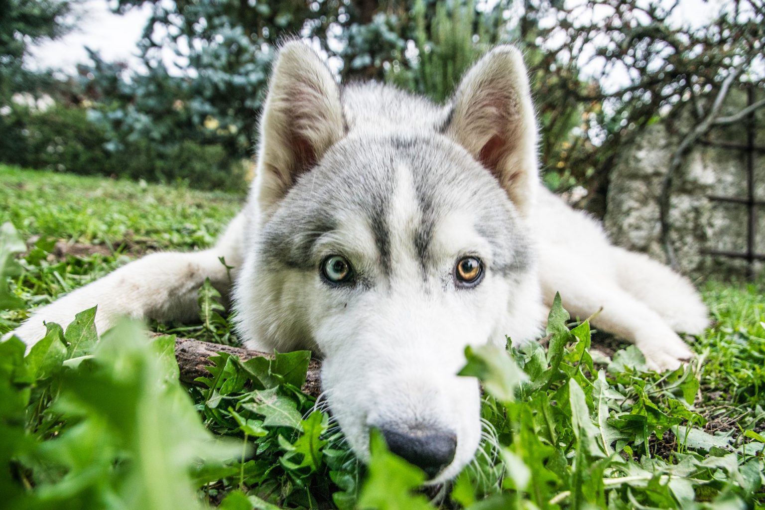 16 Fun Facts About Siberian Huskies - Fact City