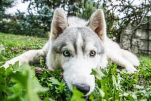 A Husky on grass with the camera almost on his nose