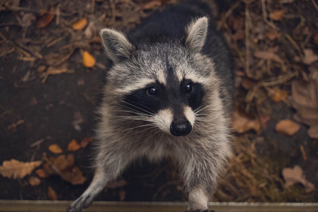 interesting facts about Raccoons
