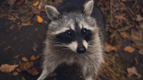 interesting facts about Raccoons