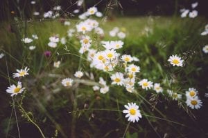 a field of daisies