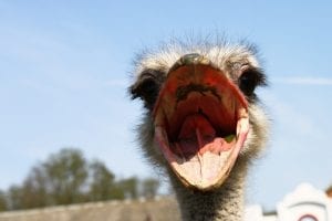 interesting facts about ostriches