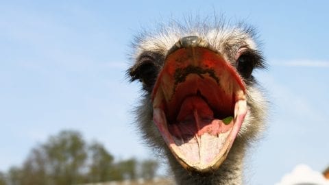 fun facts about ostriches