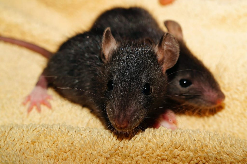 interesting facts about rats