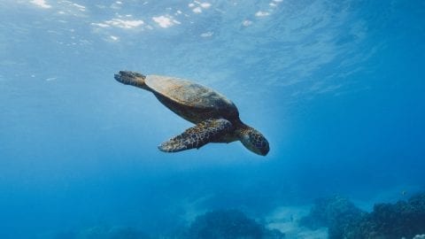 interesting facts about sea turtles