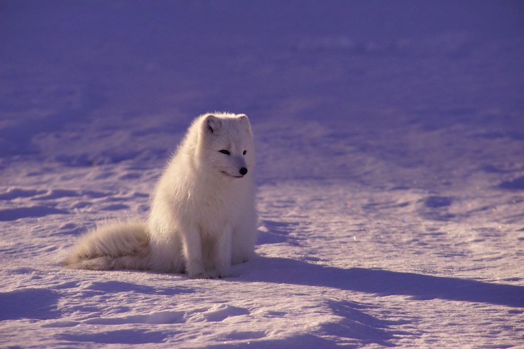 interesting facts about the Arctic Fox