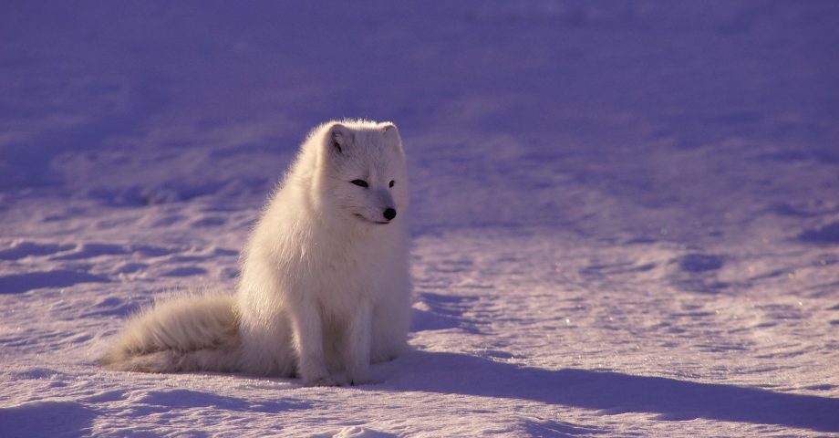 interesting facts about the Arctic Fox